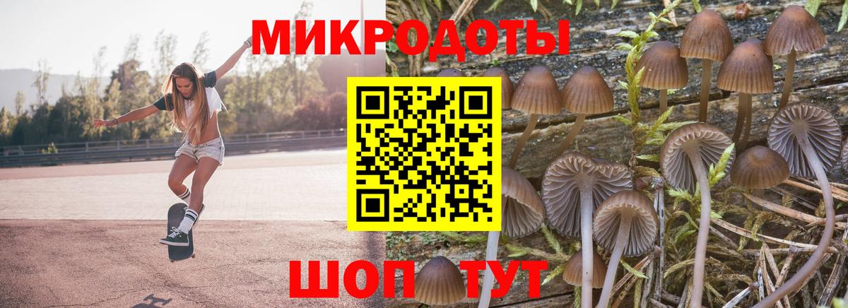 Псилоцибиновые грибы Psilocybe Саров